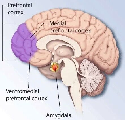 The prefrontal cortex controls executive functions.