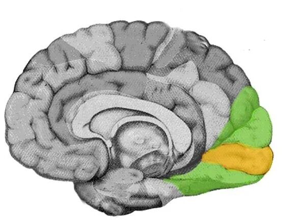 The visual cortex influences both visual and mental imagery.