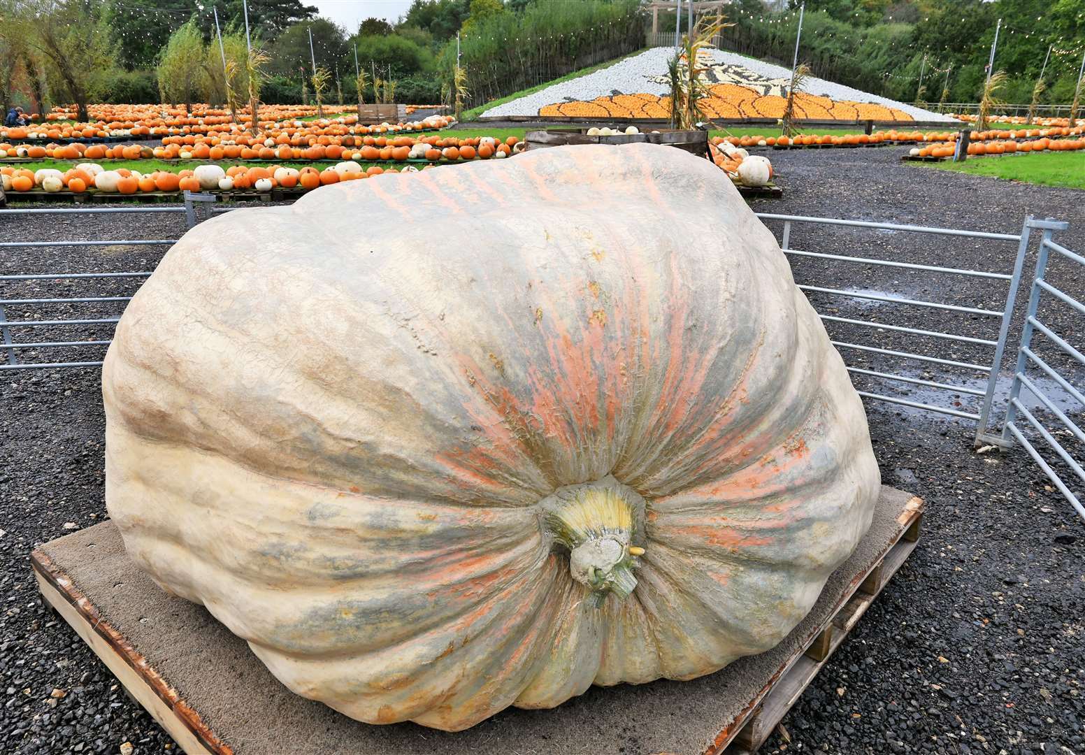 Sunnyfields Farm