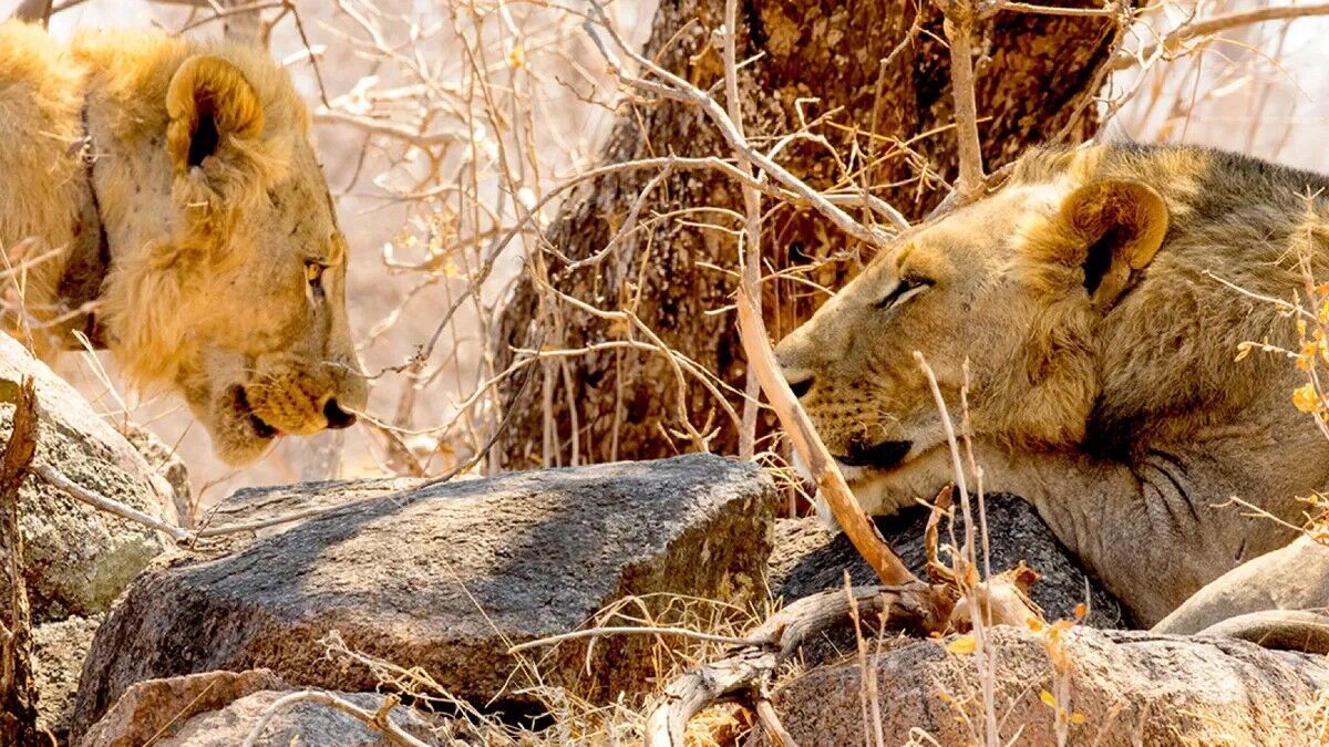 A genomic study of the maneless Tsavo lions confirmed that they were likely siblings.