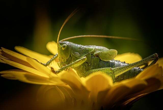 What crickets symbolize.