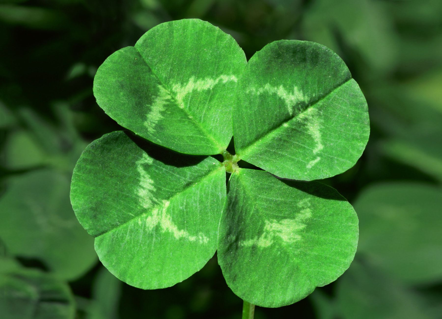 Four-leaf clover