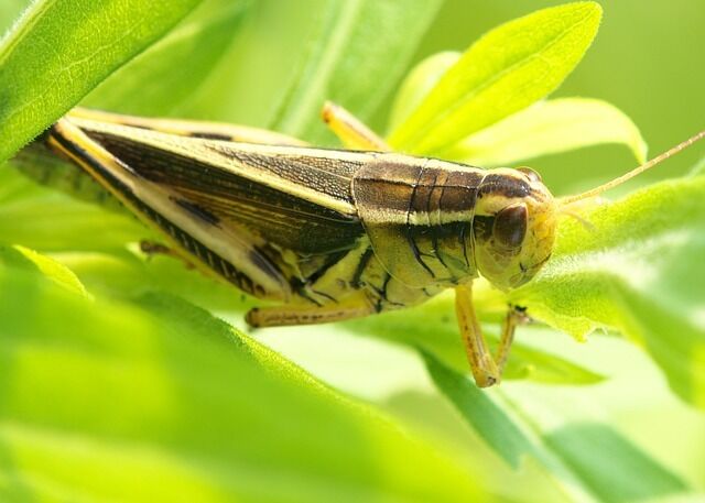 The symbolism of crickets in the Bible and literature.