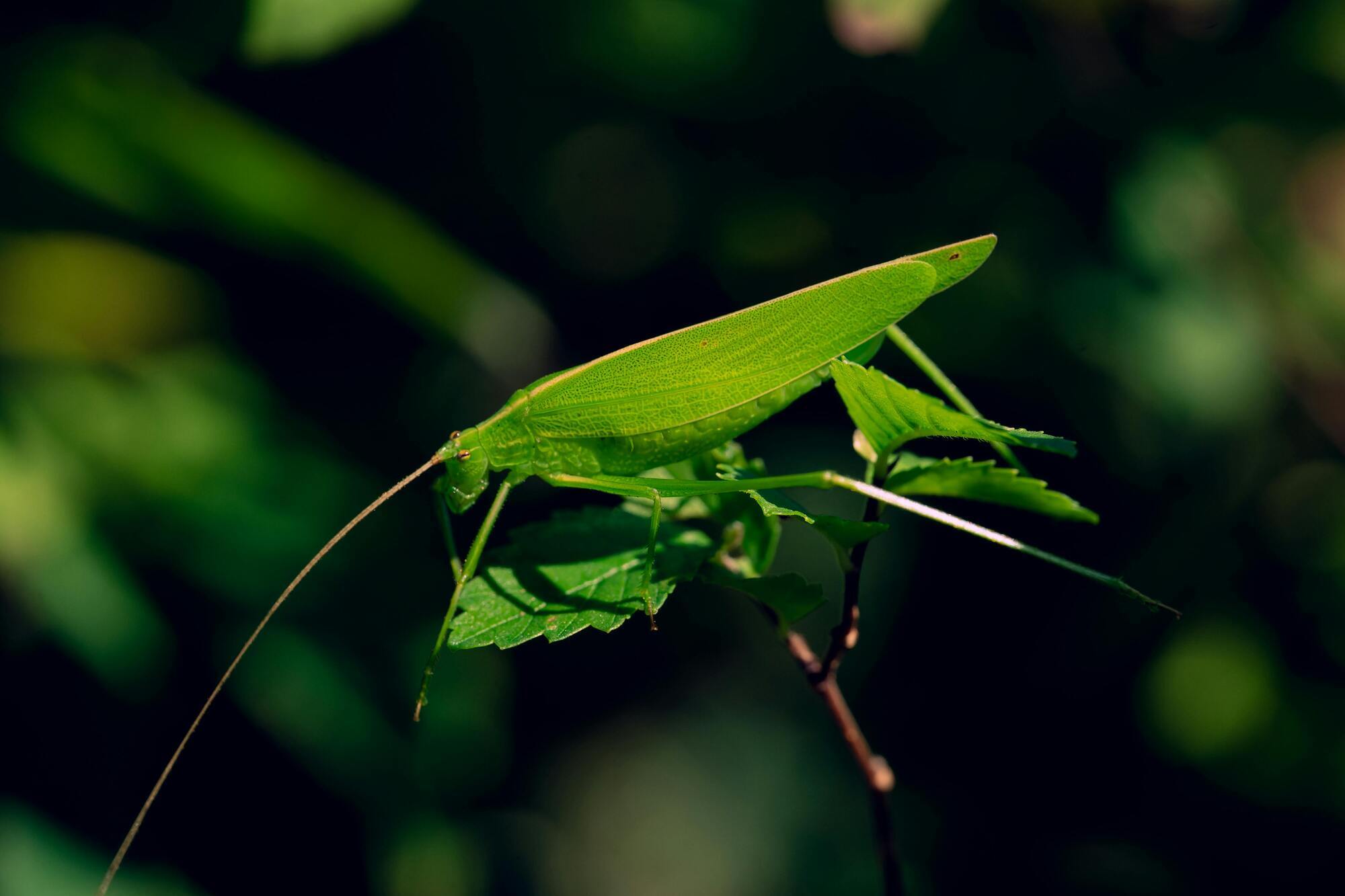 The meaning of a cricket in your dream.