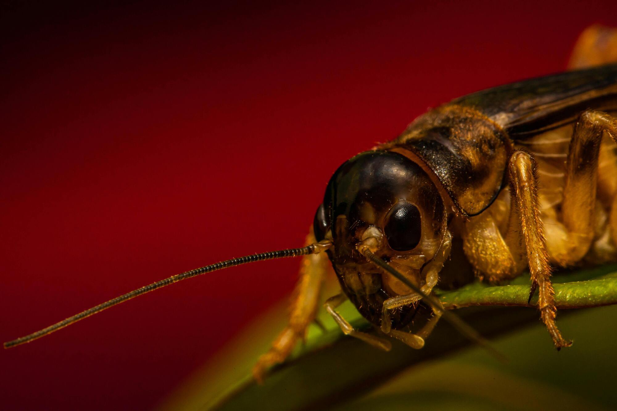 Cricket as a totem animal - meaning.