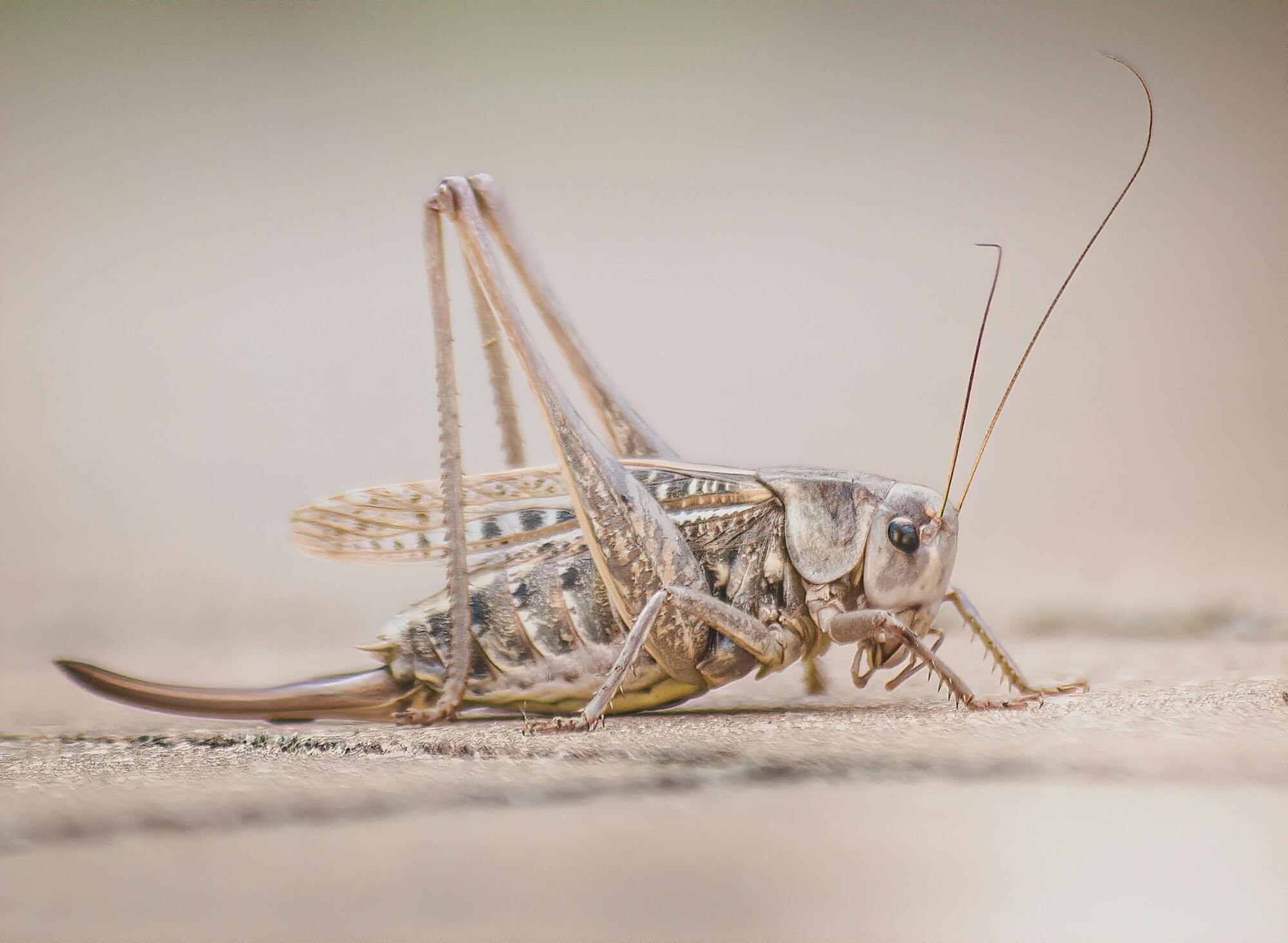 The spiritual significance of cricket color.