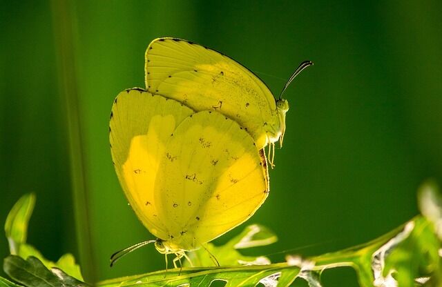 Yellow butterfly – the spiritual meaning of the vision