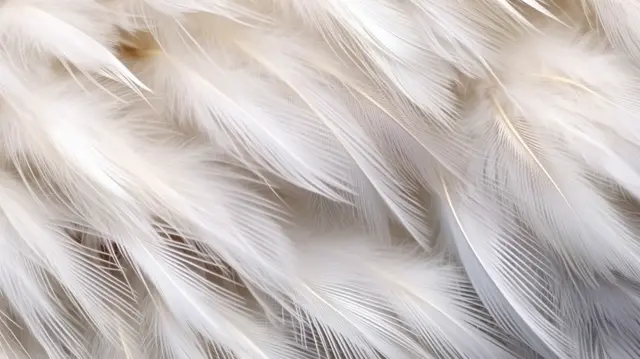 What Do White Feathers Symbolize?