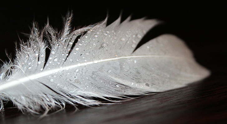 What Do White Feathers Symbolize?