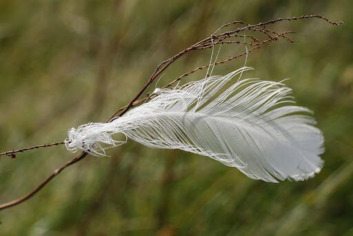 What Do White Feathers Symbolize?