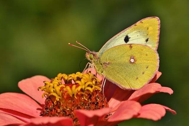 Yellow butterfly as totem – significance