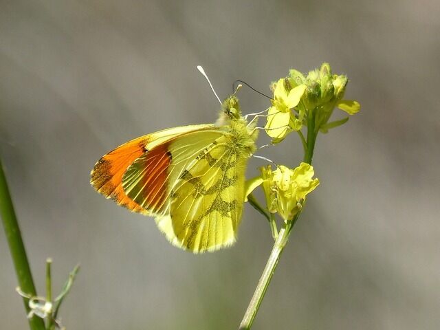 Yellow butterfly symbolism