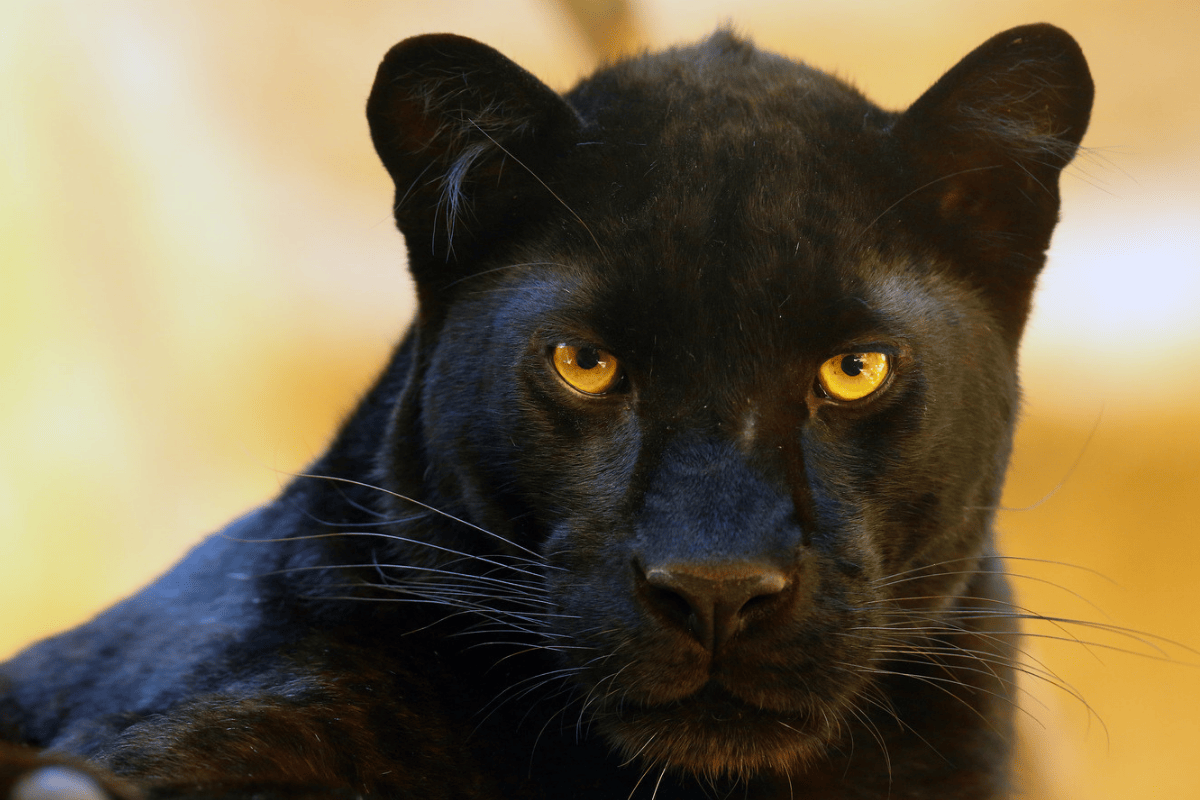 Black panther