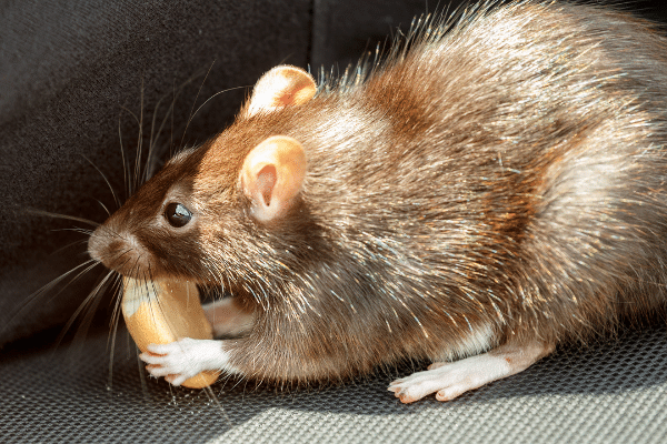 A rat eating