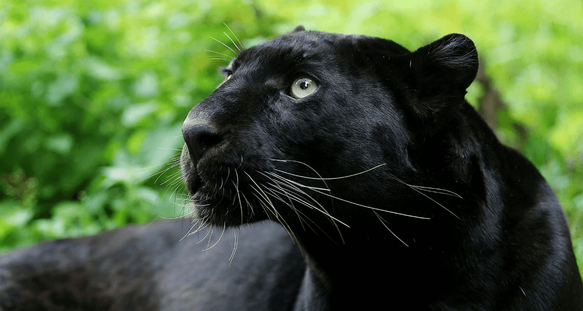 Black panther