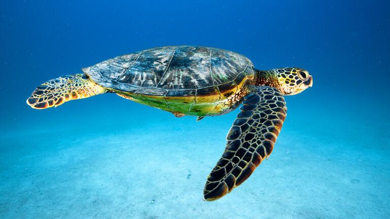 Spirit Animal Turtle: How to Take the Most From Its Power