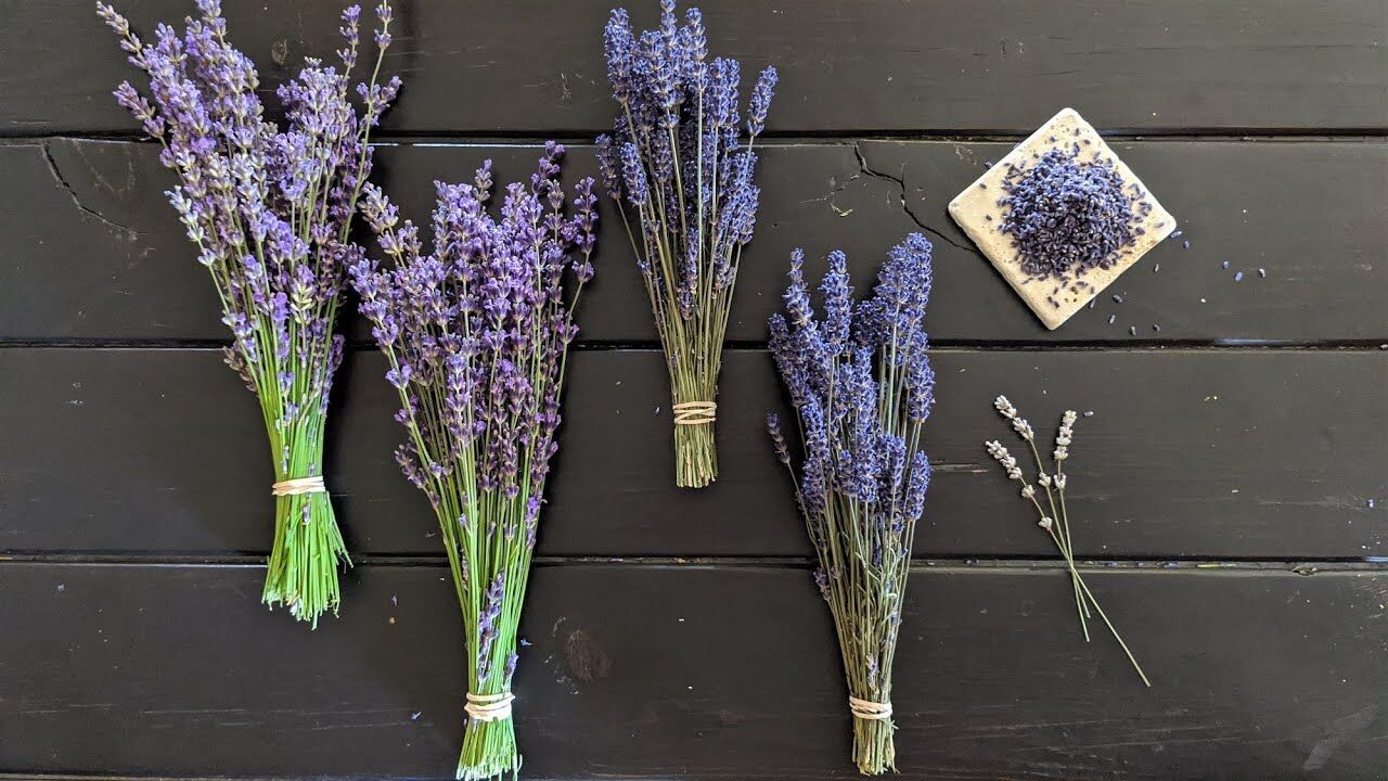 Spiritual Meanings of Lavender