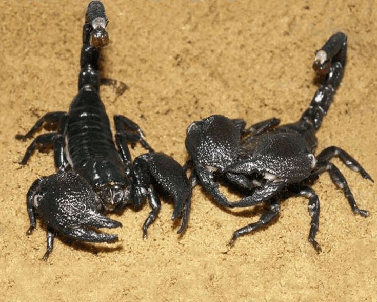 Why You Dream of a Scorpion: Spiritual Interpretations