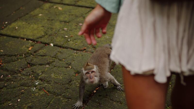 What Does it Mean to See a Monkey in a Dream