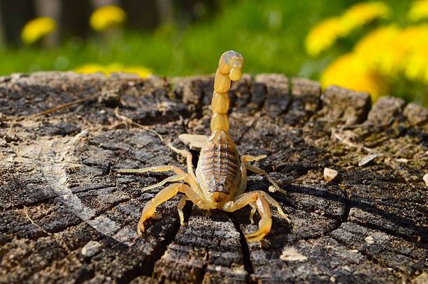 Why You Dream of a Scorpion: Spiritual Interpretations