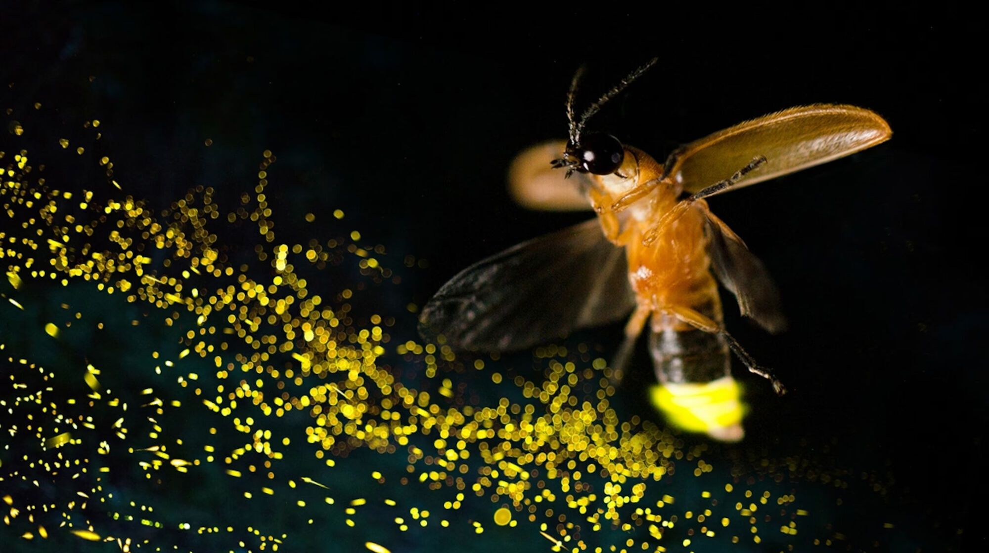 What Do Fireflies Symbolize Spiritually