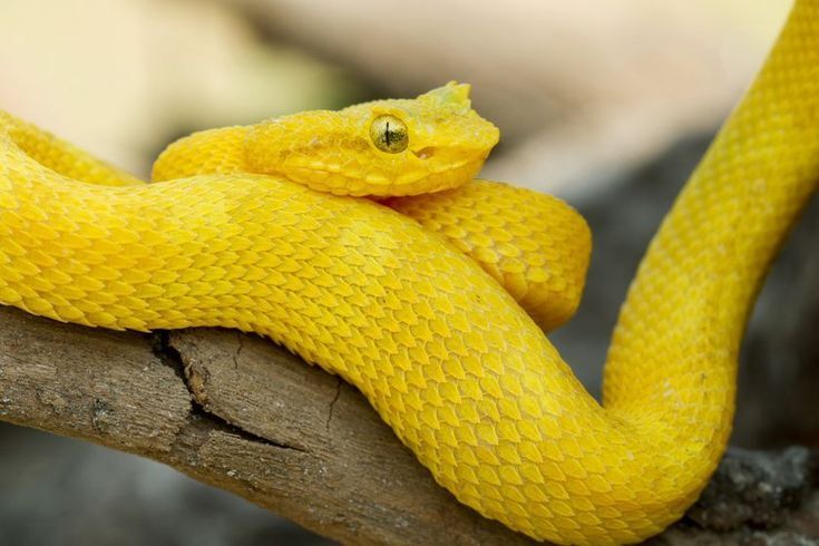 Explaining the Meaning of Dreams About Yellow Snakes