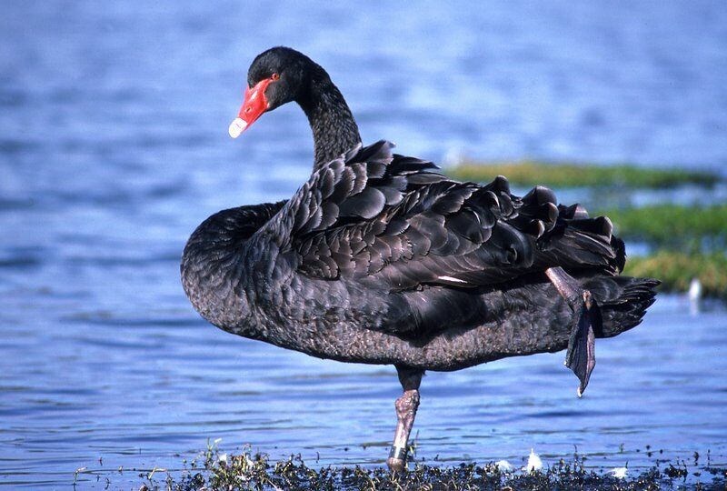 Black swan