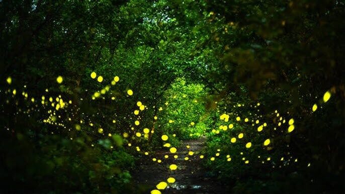 What Do Fireflies Symbolize Spiritually