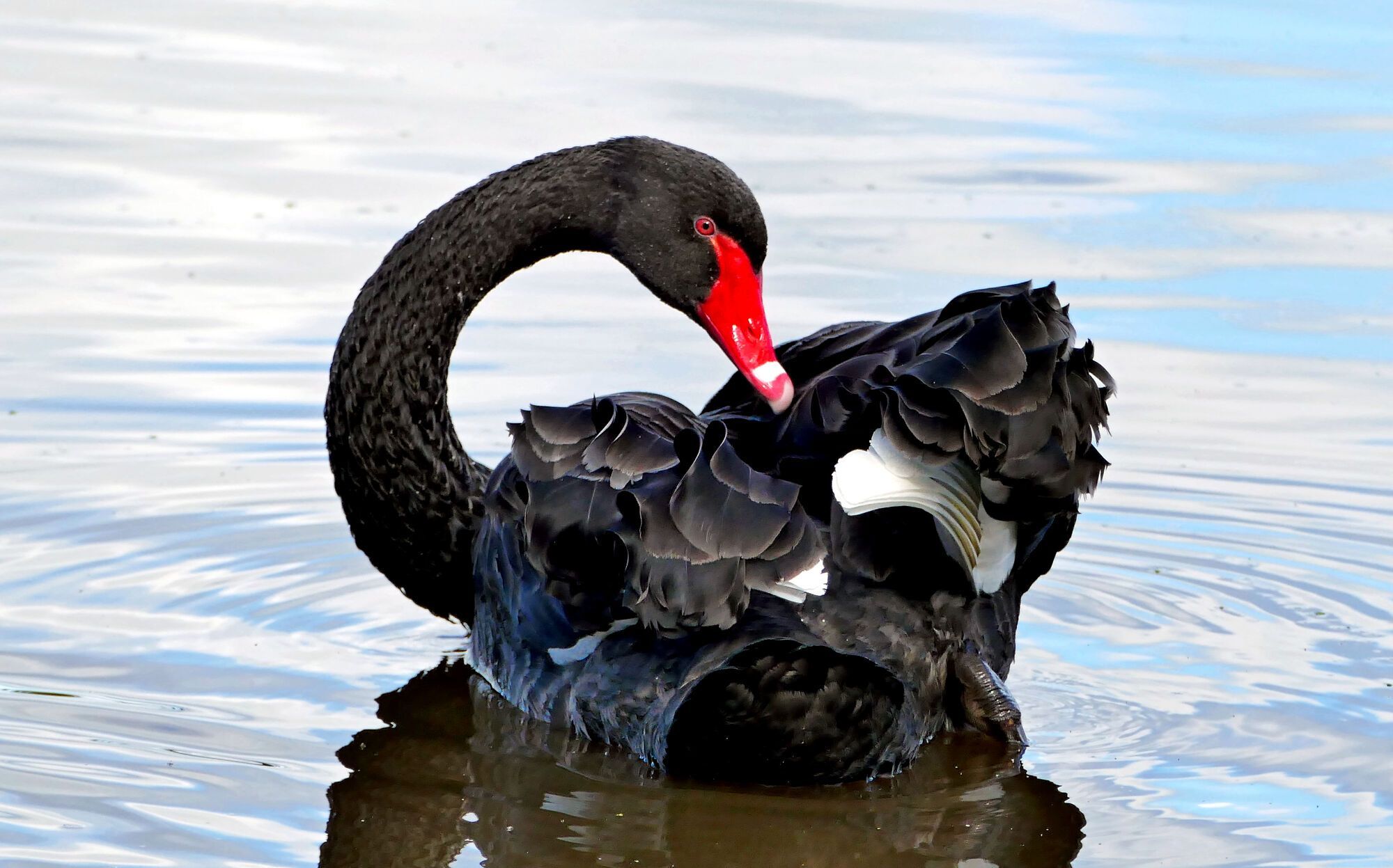 Black swan