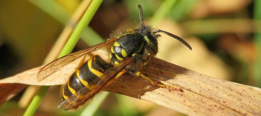 What Does It Mean to Dream About Wasps? 