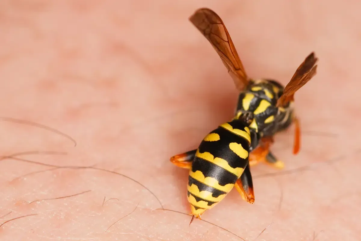 What Does It Mean to Dream About Wasps? 