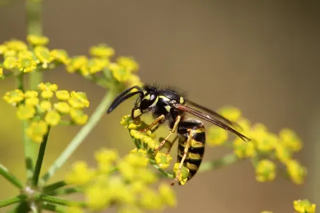 What Does It Mean to Dream About Wasps? 