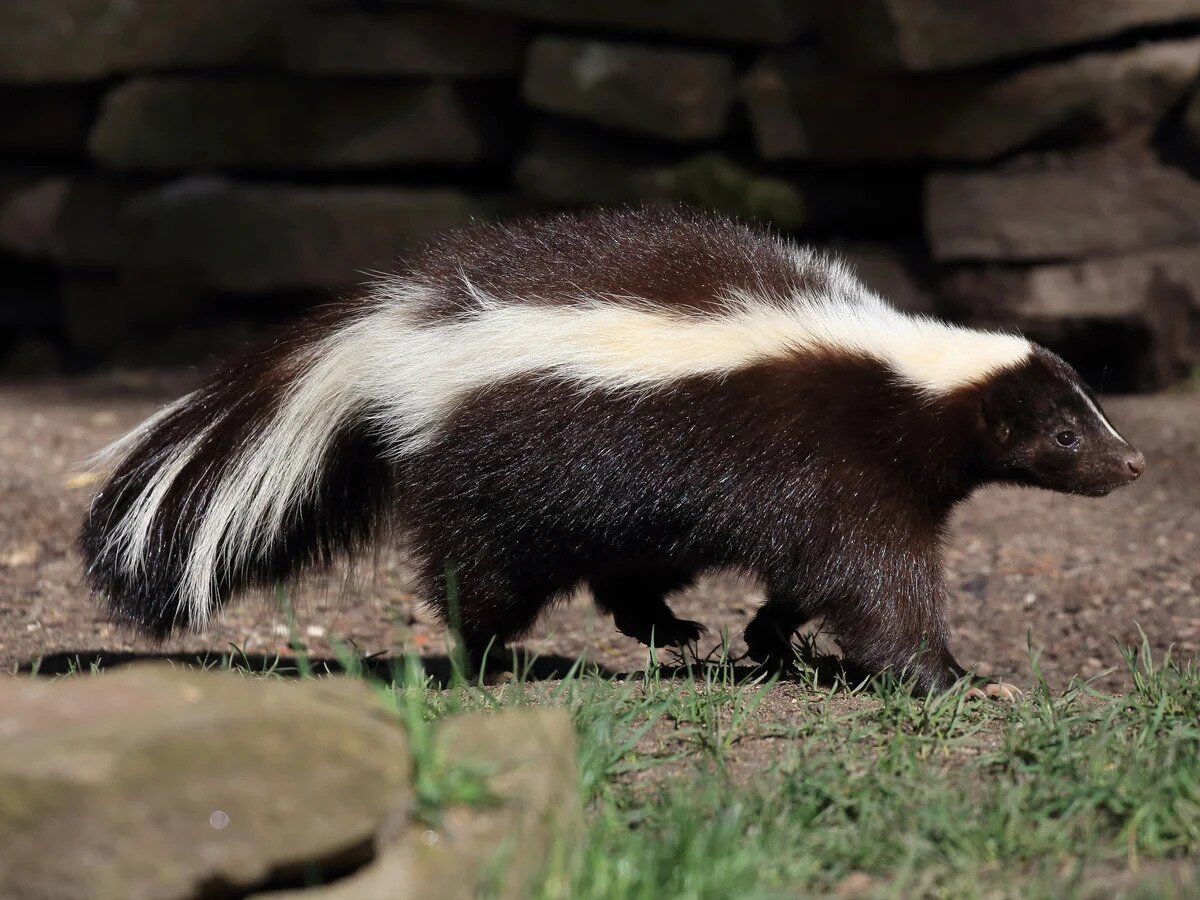 Spiritual Meanings of Skunk Dreams