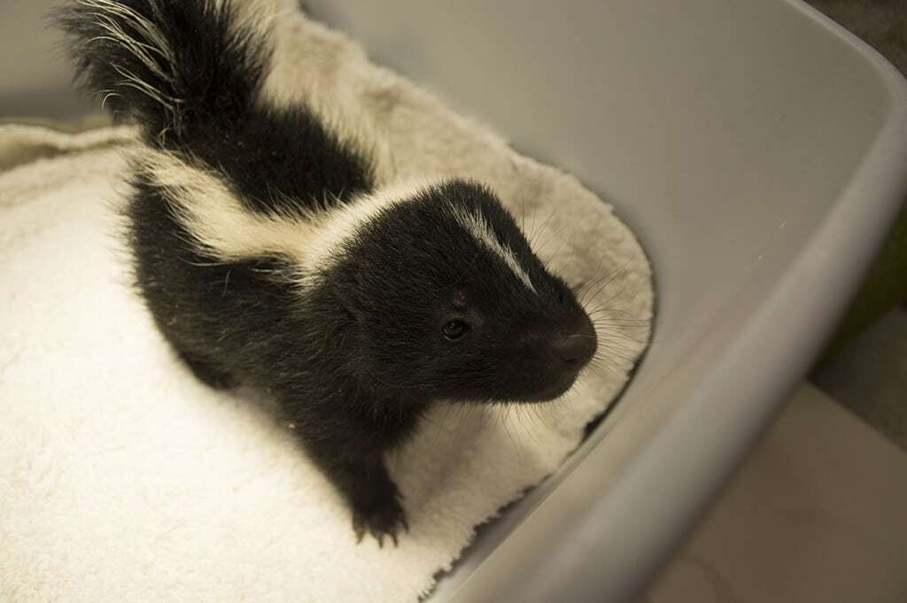 Spiritual Meanings of Skunk Dreams