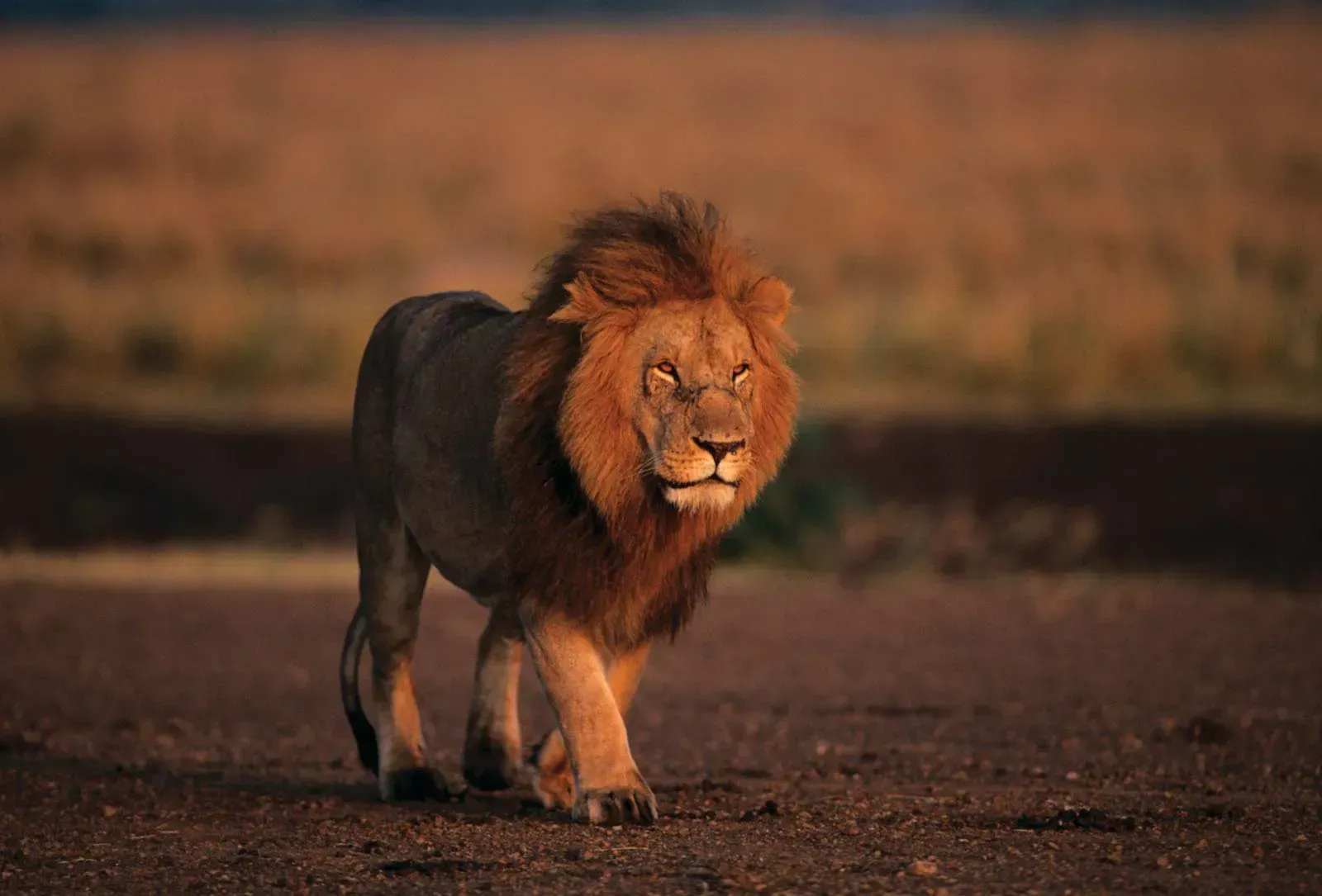 6 Spiritual Meanings of Lion