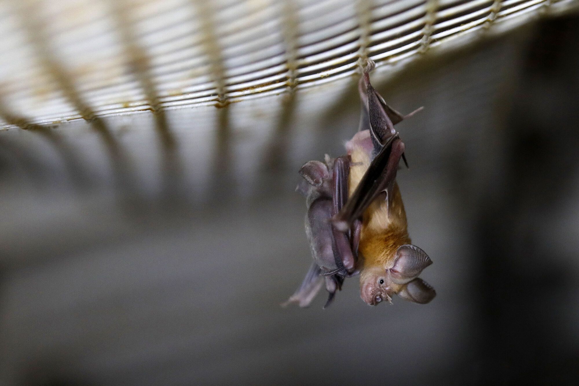 What Do Dreams About Bats Mean?