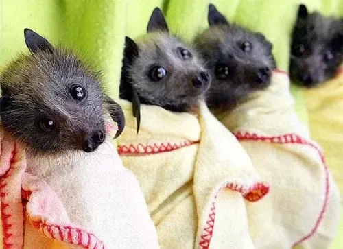 What Do Dreams About Bats Mean?