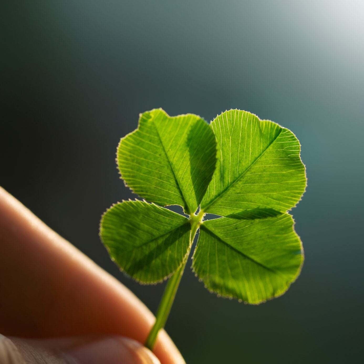 Spiritual Meanings of Four-Leaf Clover