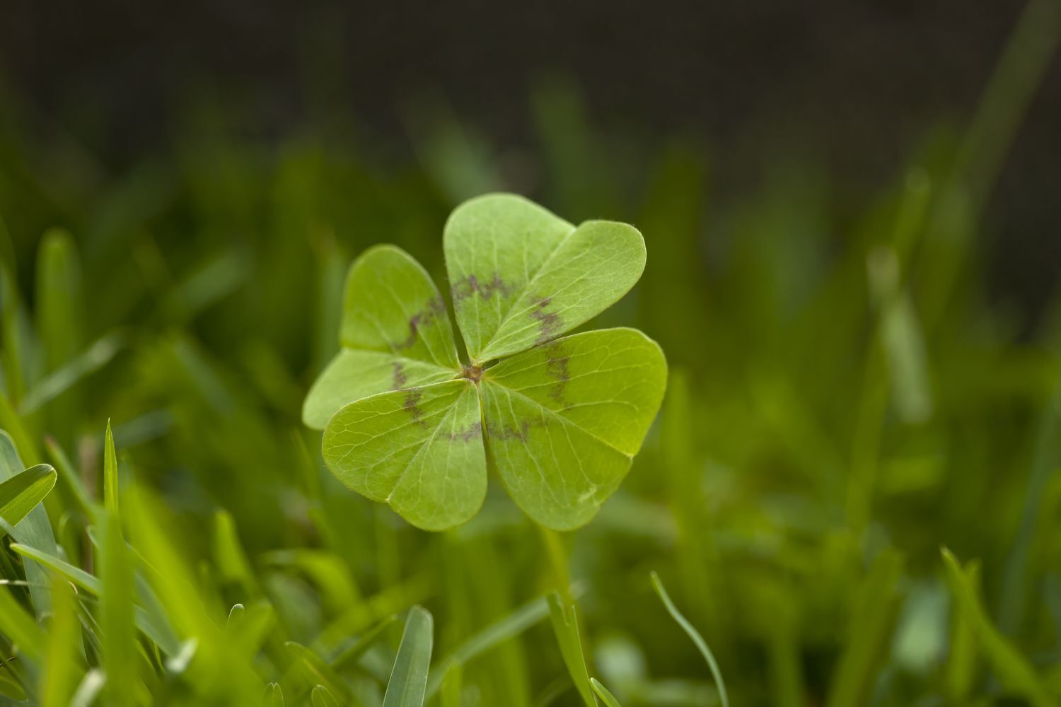 Spiritual Meanings of Four-Leaf Clover