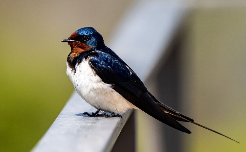 Swallow