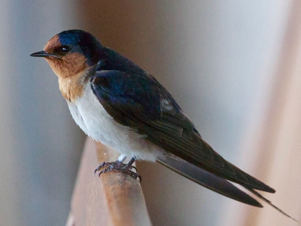 Swallow