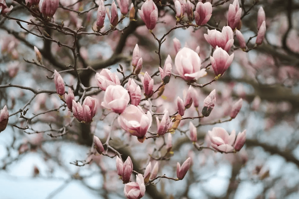 Magnolia flowers