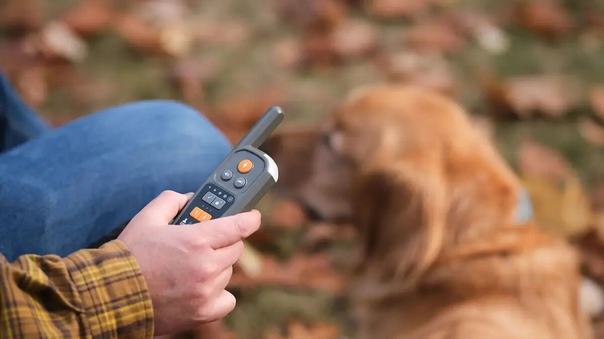 The Heel Roam 350 remote has haptic feedback to let you know if your dog has roamed too far