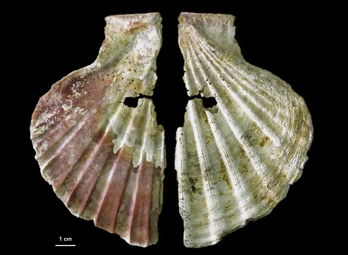 Did We Kill the Neanderthals? New Insights Unravel an Ancient Mystery