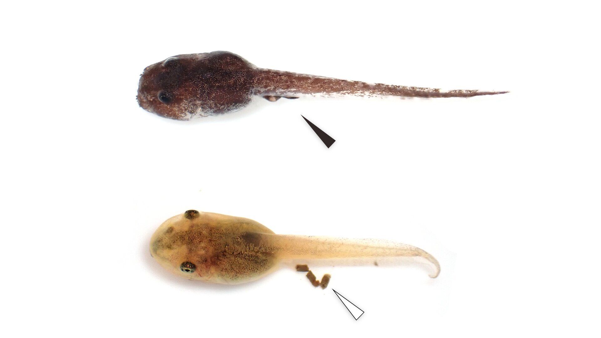 Tadpole Behavior: A Unique Sanitation Strategy