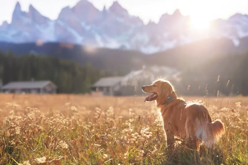 The Heel Roam 350 lets your pupper run freely up to 750 feet