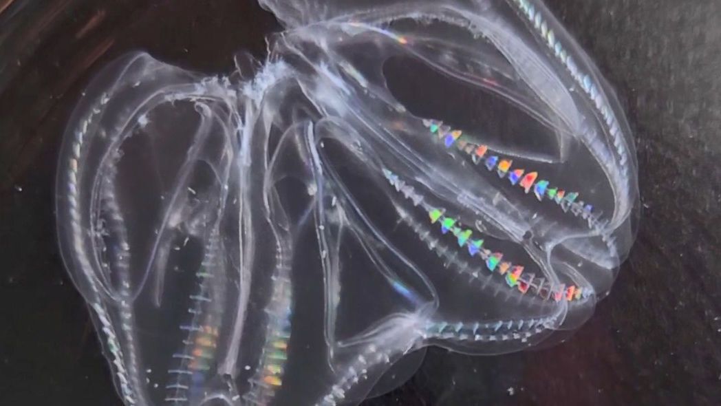 Researchers tested how fused comb jellies' nervous systems worked by poking them on different parts of their conjoined bodies.