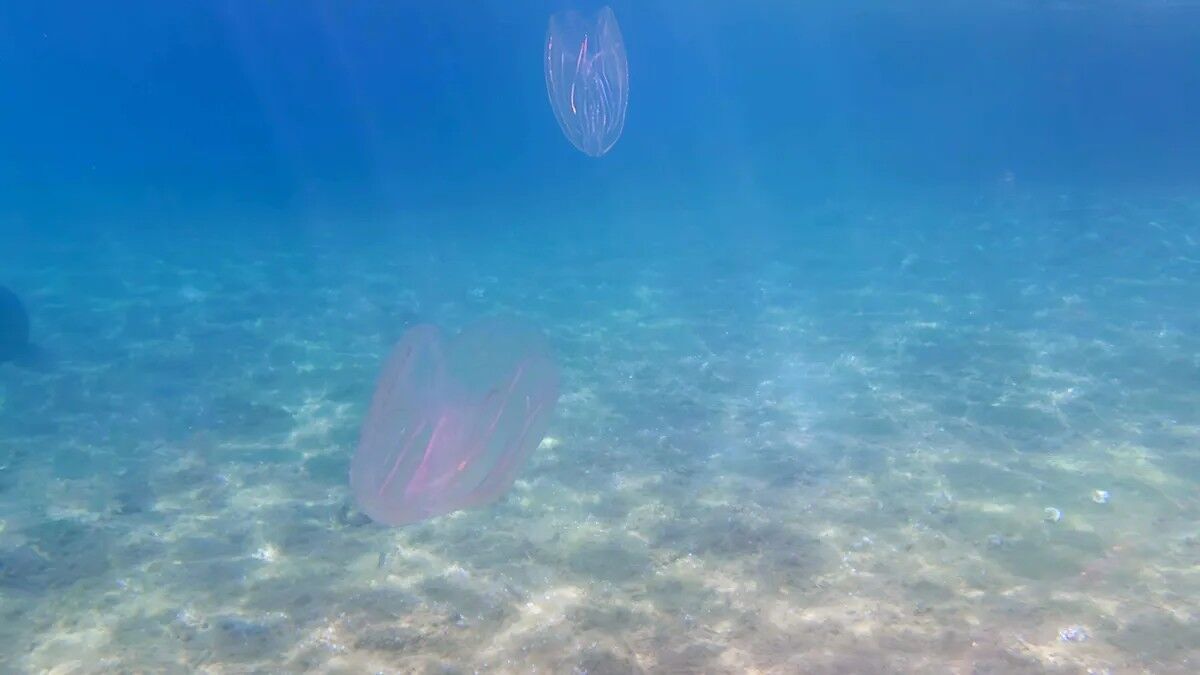 Researchers say that injured comb jellies would rarely get close enough to one another to fuse in the wild.