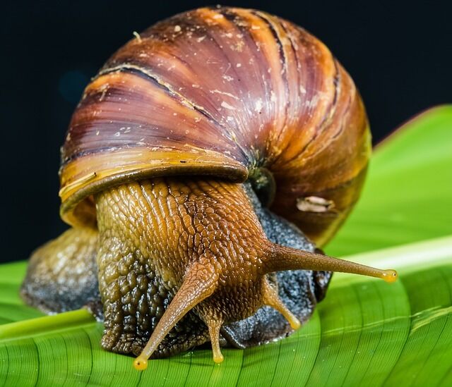 Animal spirit snail - the significance of the encounter