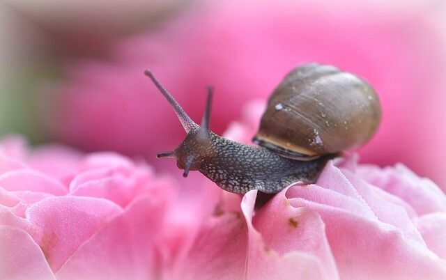 The significance of the snail as a totem animal